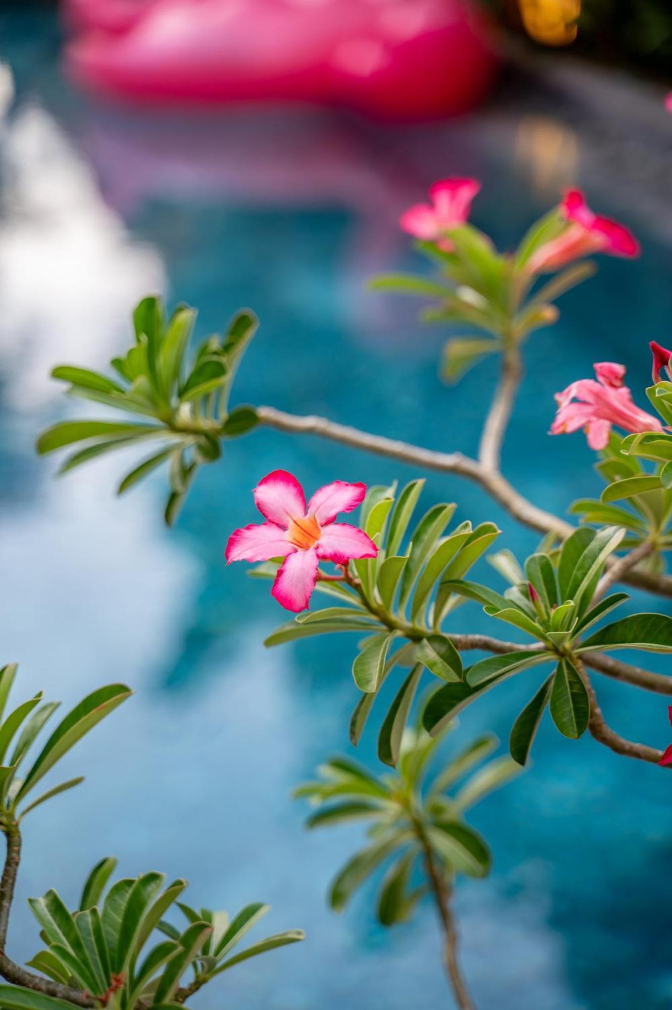 Alana Homestay Hoi An Eksteriør billede